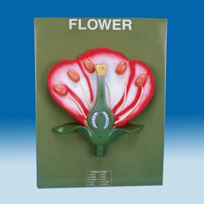 Flower Model, 14″ X 10″