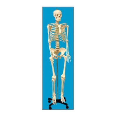 Human Skeleton Model, Life Size, Rod Mount, With Key