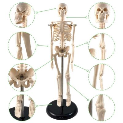 Human Skeleton Model, 42CM, With Key (17″)
