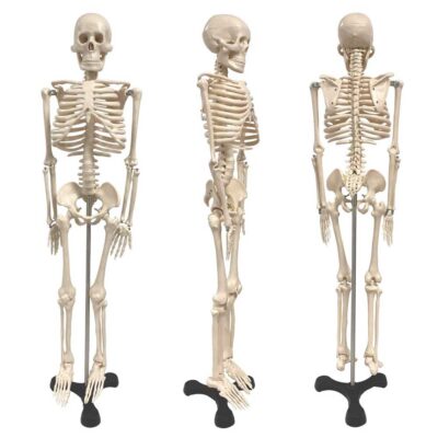 Human Skeleton Model, 85CM, With Key (34″)