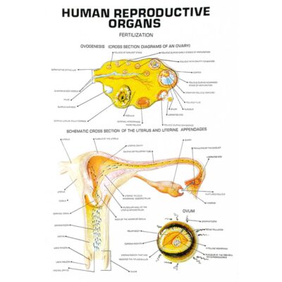 Human Reproductive Organs