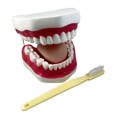 Oral Hygiene Model, With Key