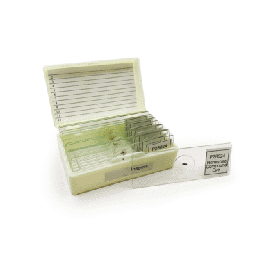 Insect Slide Set